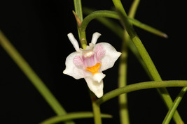 DENDROBIUM HEOKHUII SMALL ORCHID POTTED - $39.00