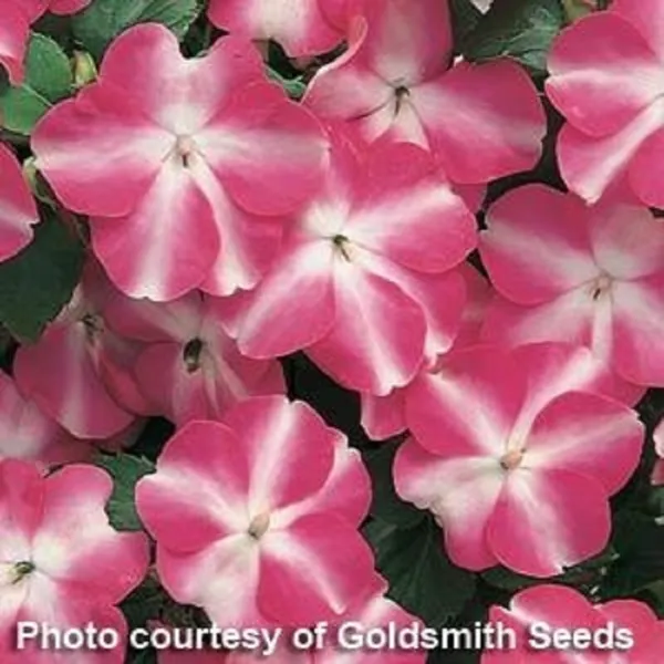 50 Impatiens Seeds Accent Premium Rose Star Flower Seeds Garden - £9.62 GBP