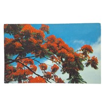Postcard The Gorgeous Poinciana Tree Chrome Unposted - $6.92