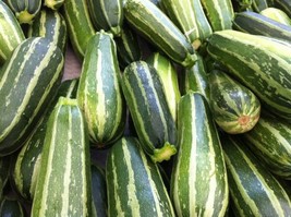 Zucchini Seeds Zucchini Italian Striped 50 Summer Squash Seeds Fresh Garden USA  - $24.75