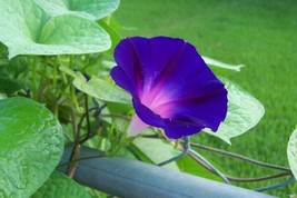 25 Morning Glory Grandpa Ott Flower Seeds / Perennial Fresh Gardening USA SELLER - $16.00