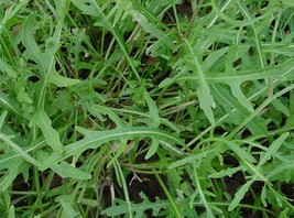 100 seeds Diplotaxis Tenuifolia Roquette Seeds - £11.72 GBP