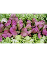 GIANT RED MUSTARD VEGETABLE 1000 SEEDS NON-GMO  - $7.00