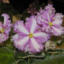 PWO Mixed Miniature Variegated African Violet Seeds ~ Indoor Plant ~ House Plant - $7.64