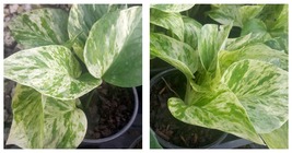 4 Leaves in 4&quot; Pots Marble Queen Pothos Easy Tropical Indoors/Outdoors p... - $23.99