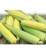 Corn, Golden Bantam Yellow Corn, Heirloom, Non-GMO, Organic 20 Seeds, De... - $2.99