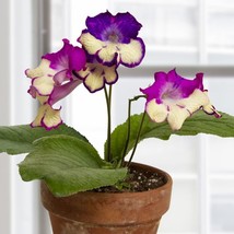 15 seeds Primrose ?Joy house plant  garden flowers From US - $10.25