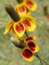 BStore 450 Seeds Mexican Hat Ratibida Columnaris Flower - £7.53 GBP