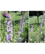 Over 100 Seeds Of Pink Liatris Or Blazing Star Perennial Flower Fresh Ga... - $8.97