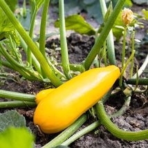 Straight Neck Yellow Squash - Seeds - Organic - Non Gmo - Heirloom Seeds - £4.78 GBP