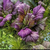 200 Osaka Purple Mustard Seeds Open Pollinated Non Gmo Organic - $6.00