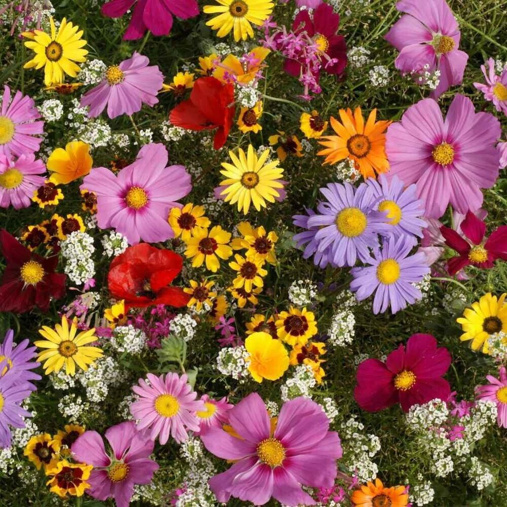 Variety Size All Annual Wildflower 19 Full Sun Annual Flowers Seed Mix,  - $11.89 - $89.98