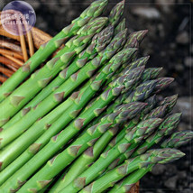 New Fresh Green Asparagus Seeds 20 Seeds Pack Spring Vegetables Asperge Sparrowg - £2.95 GBP