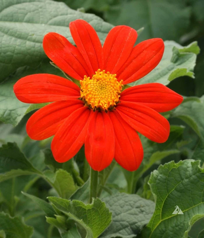 Tithonia Mexican sunflower Plant Live, Florist Choice Flower, (Red Torch... - $378.41 MXN