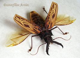 Huge Macrodontia Cervicornis Real Beetle Framed Entomology Double Glass ... - $198.99