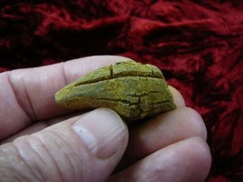 (PP280-36) Genuine Fossil Turtle Poop Doo Doo Skat Coprolite Madag Dung Weird - £8.85 GBP