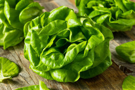 1100 Buttercrunch Lettuce Seeds Heirloom Vegetable Gardening Fresh USA SELLER - £11.58 GBP