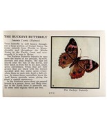 The Buckeye Butterfly 1934 Butterflies Of America Antique Insect Art PCB... - $379.94 MXN