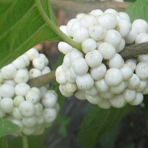 Callicarpa Americana Lactea White American Beautyberry 10 Seeds Gardening USA SE - £14.57 GBP