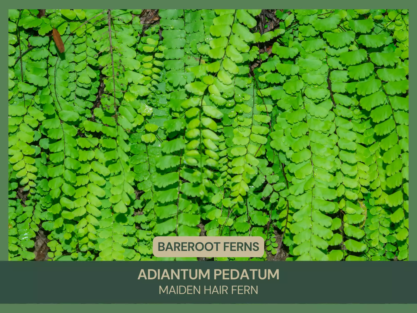 Adiantum pedatum | Maidenhair Fern | Bareroot | Live Plant | Native Fern - $31.25