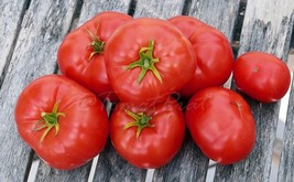 AD 50 Seeds Jungs Wayahead Tomato Tomatoe Vegetable Edible Food Home Garden - $18.02 CAD