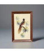 Vintage Feather Bird Artwork Colorful Framed Hanging Wall Folk Art Mid C... - €19,60 EUR