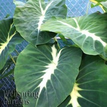 PLGE Hoya Fungii splash collector plant live plant in 3&quot; POT - $17.00