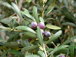 live plant - Olive Tree - &#39;Arbequina&#39; - Olea Europaea - Garden - Outdoor Living - £35.15 GBP