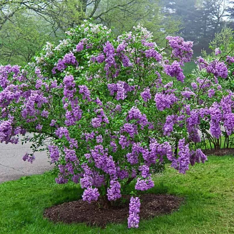25 seeds high Germation Lilac Sunday Lilac Tree Fragrant   - $10.13