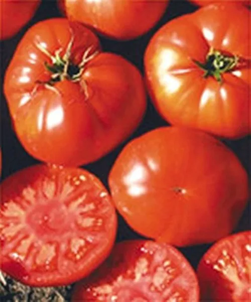 50 Seeds Conestoga Tomato Juicy Tomatoe Vegetable Garden New Fresh Seeds... - $7.32