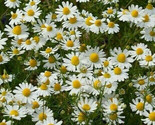 2000 Seeds Chamomile - German - Seeds Fresh Fast Shipping - £7.22 GBP
