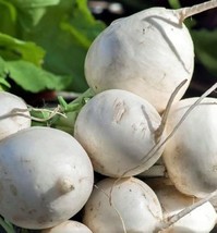 TKBONStore Seven Top Turnip Seeds 450 Seeds Non-Gmo - £5.55 GBP