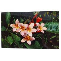 Postcard Pink Plumieria Hawaiian Flower Chrome Unposted - £5.17 GBP