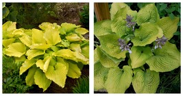 1 Live Potted Plant hosta COAST TO COAST large big giant gold yellow 2.5&quot; pot - £34.28 GBP