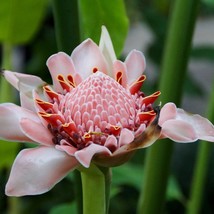 USA Seller Fresh Tropical Seeds 20 Flower Seeds Pink Flowering Tropical ... - $23.36