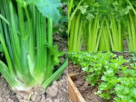 1001+TALL UTAH CELERY Heirloom Vegetable Summer Seeds Garden Container - £10.22 GBP