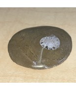 Natural Ammonite Snail Fossil Small KG JD - $248.30 MXN