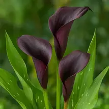 Royal Purple Calla Lily Live Plants - Fresh and Vibrant! - $94.42