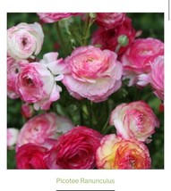 Ranunculus Tecolote Picotee Mix Persian Buttercup 10 Jumbo Corms - £7.86 GBP