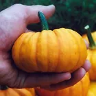 Jack Be Little Pumpkin Seeds - Heirloom - Organic - NON GMO 30+ Seeds - $4.00