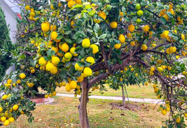 40+ Meyer Lemon Seeds Organic Citrus Fruit Seeds FREE SHIPPING #55 - $7.95