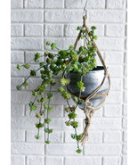 Pack of 6 Large Realistic Lifelike Artificial Succulent Bush Stem Plant ... - $177.70 CAD