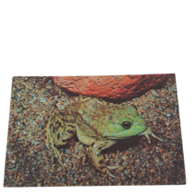 Postcard Bullfrog Rana Catesbelana Chrome Unposted - $6.92