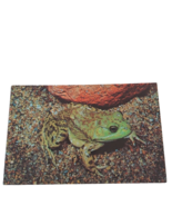 Postcard Bullfrog Rana Catesbelana Chrome Unposted - £5.46 GBP