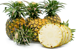 Kona Sugarloaf Pineapple Plant Ananas Comosus Edible Fruit*Ships Bare Root - £39.15 GBP