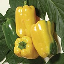 Gemini Sweet Peppers  10 Seeds  Garden Beautiful USA SELLER - $5.60