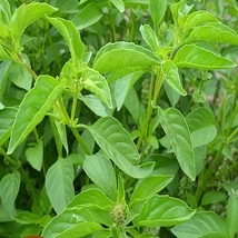 Lime Basil Culinary &amp; Herbs Open Pollinated Fresh Garden Seeds - $16.30