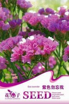 PWO Fresh Purple Forgot Me Not Limonium Sinuatum Seeds, Original Pack, 30 Seeds  - £1.36 GBP