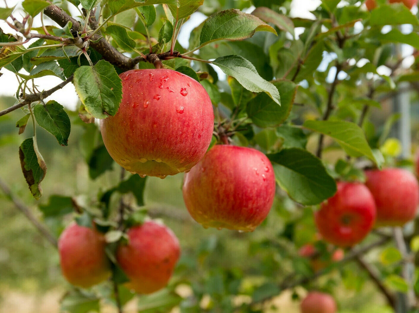 20 Paradise Apple Seeds, Malus domestica, Sweet Edible Fruit Tree - $8.69