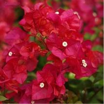 “ 10 PCS Bougainvillea Plant Seeds - Fresh Fire Red Color GIM ” - £10.95 GBP